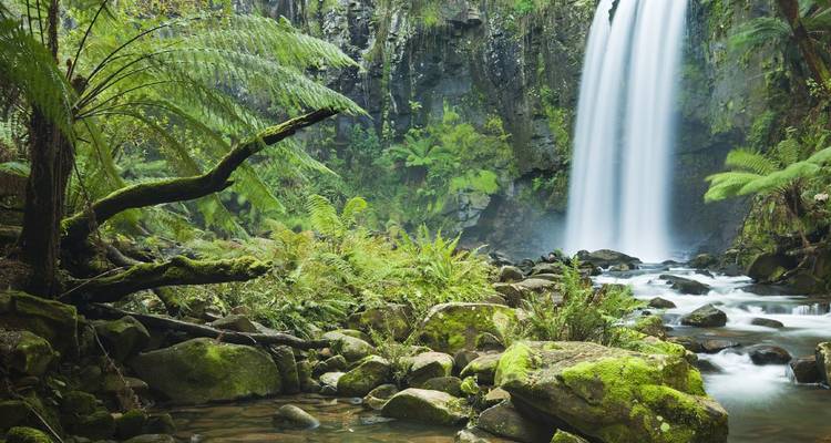 A silky waterfall tumbles into a mossy creek surrounded by dense fern rainforest.