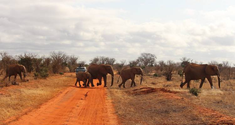 Group of elephants crossing a dirt road with a safari vehicle.
