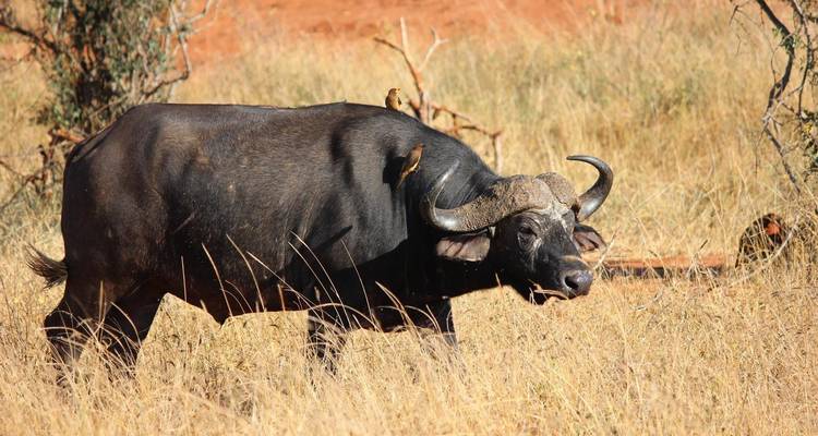 Close-up of a buffalo with birds on its back in dry grass.