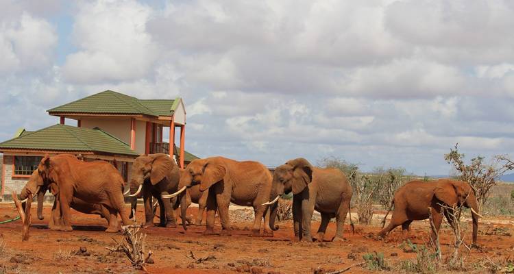 Group of elephants walking near a modern building.