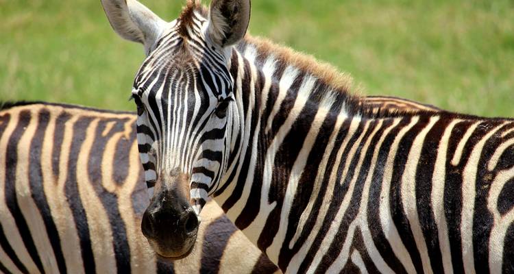 Close-up of a zebra with another zebra in the background.