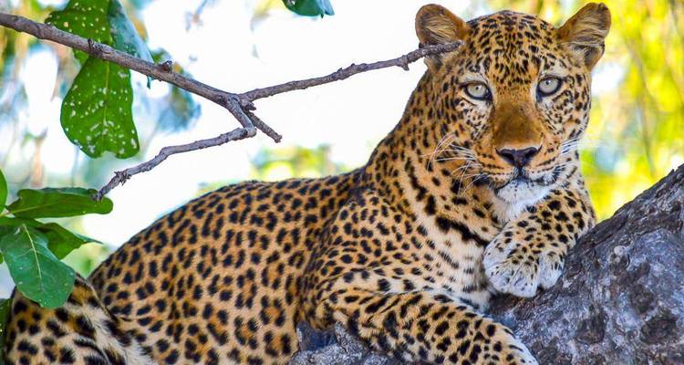 Leopard resting on a branch in the shade of a tree.