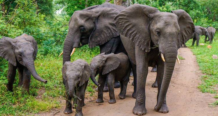 Group of elephants walking along a path in the forest.