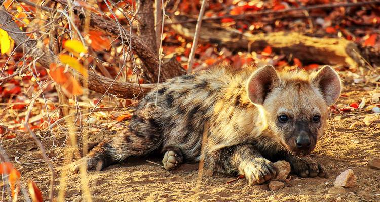 Hyena resting in a grassy area with autumn foliage.