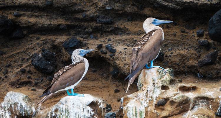 Two blue-footed boobies perched on rocky terrain.