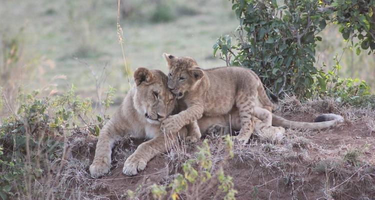 Lioness and cubs resting on the ground in a natural setting.