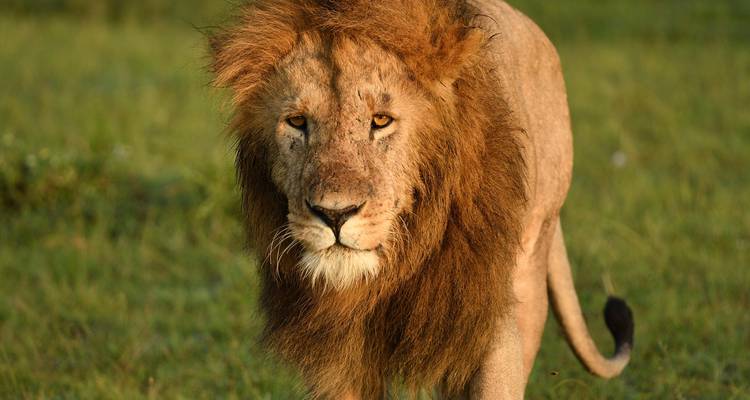 A majestic lion standing in a grassy field.