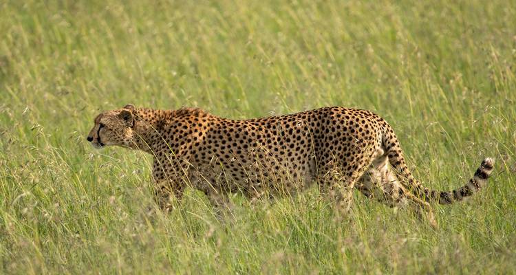 A cheetah walking through tall grass in the savannah.