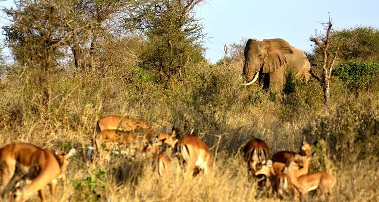 An elephant and a herd of antelopes in a savannah landscape.