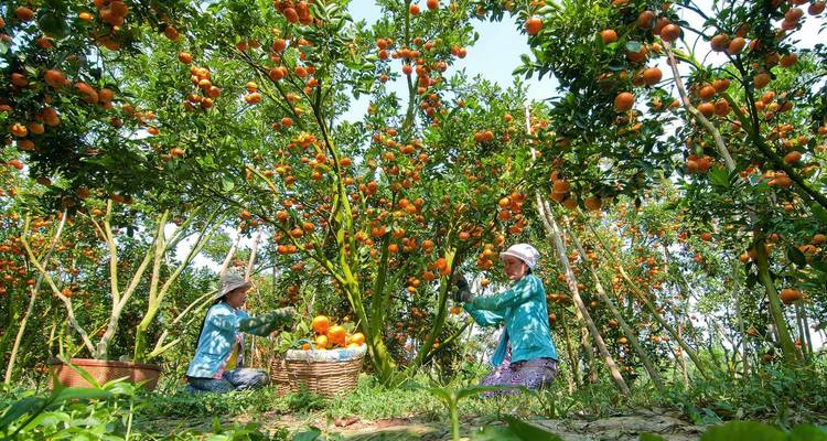 Deux personnes récoltant des oranges dans un verger.