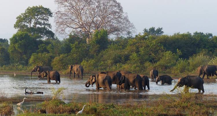 A herd of elephants wading through a shallow lake.