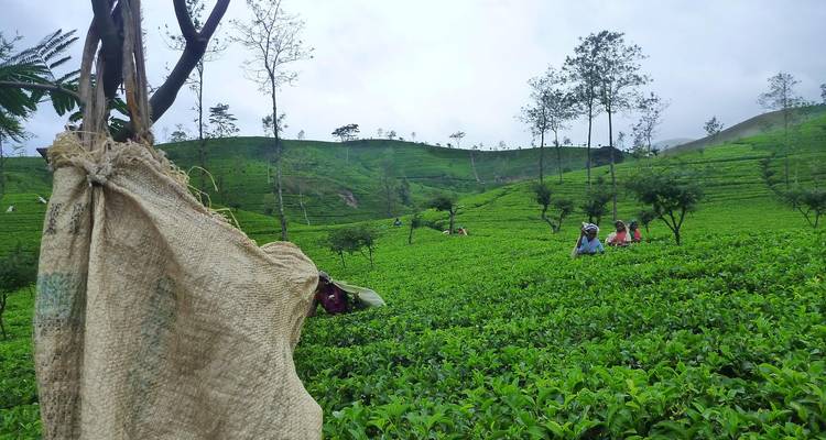 Lush green tea plantation workers tending to crops.