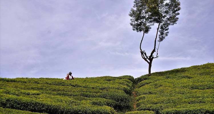 Tea plantation with a lone tree and worker.