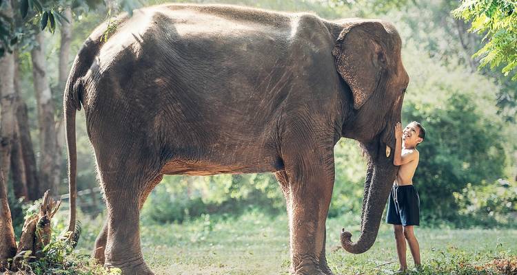 Boy interacting with a large elephant in a forest.