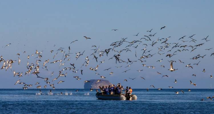 Vogelbeobachtungsgruppe in einem Boot auf dem Meer mit fliegenden Vögeln.