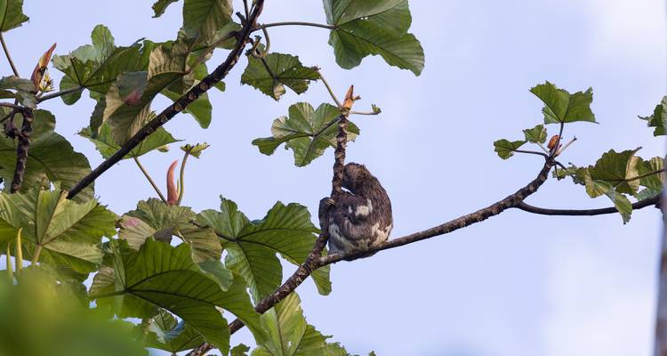 A sloth resting in a tree.