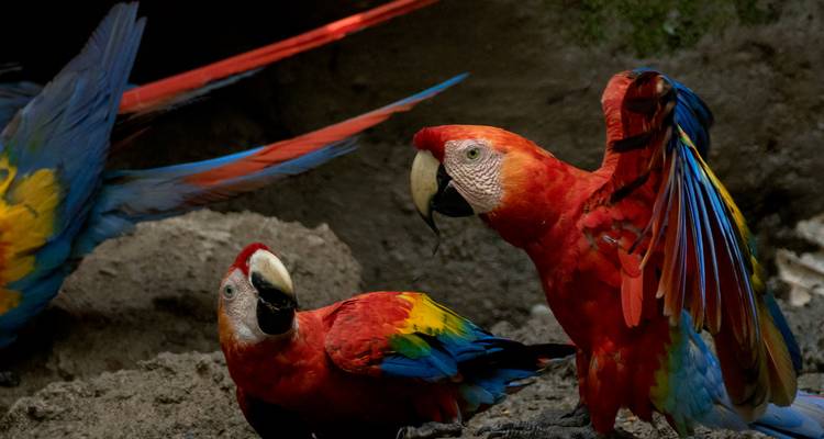 Colorful parrots interacting on the ground.
