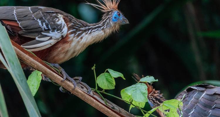 Hoatzins perched in dense foliage.