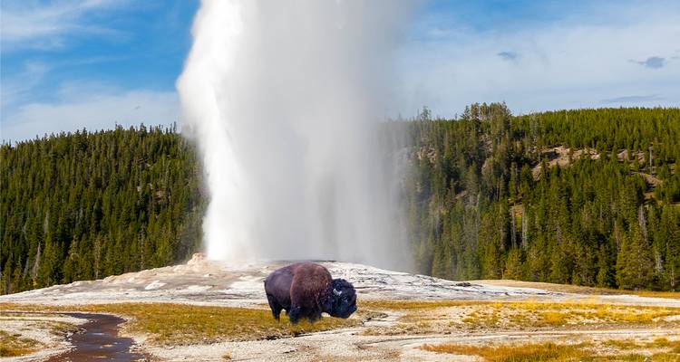 Bison devant un geyser en éruption à Yellowstone.