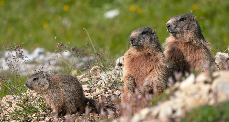 Drei Murmeltiere sitzen in einem grasbewachsenen Bereich.