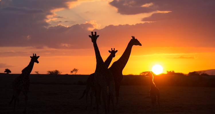 Silhouettes de girafes pendant un magnifique coucher de soleil.