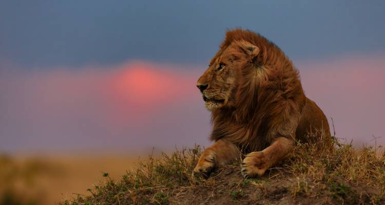Lion majestueux allongé sur une colline avec un coucher de soleil en arrière-plan.