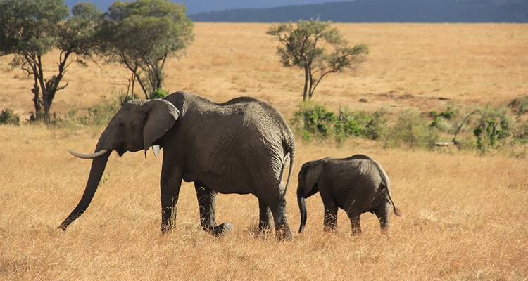Elephant with a calf walking in a savannah.
