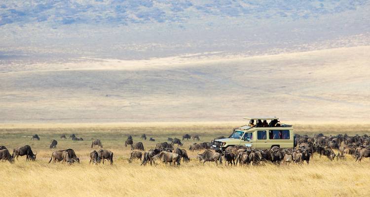 Safari vehicle with tourists observing a large herd of wildebeest.