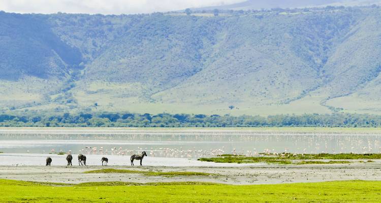 Landscape with zebras near a lake with flamingos.