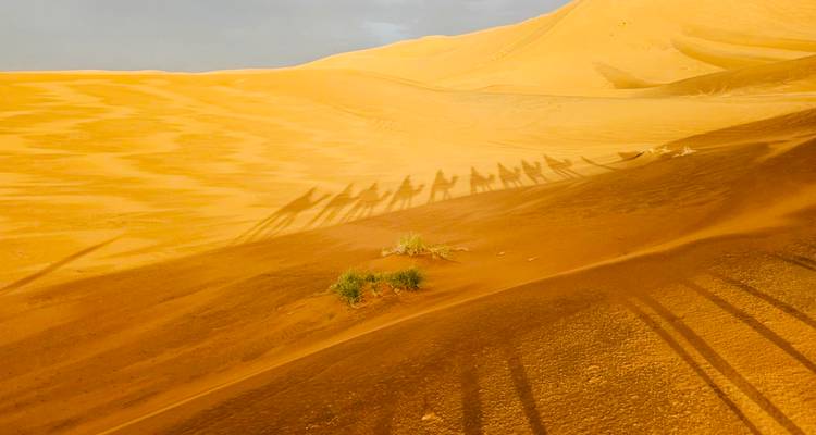 Long shadows of a camel caravan stretch across golden desert sand at dusk.