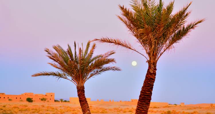 Two palm trees silhouetted against a pastel sky with rising moon over desert landscape.