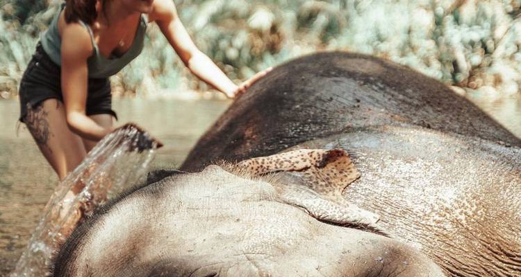 Une personne lavant un éléphant dans une rivière.