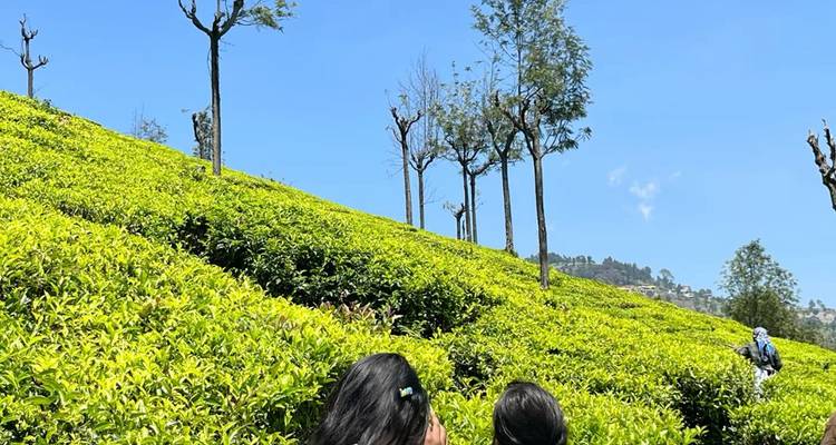 Des personnes debout dans une plantation de thé luxuriante.