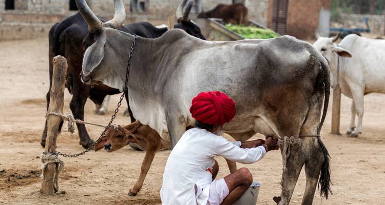 Person milking a cow while a calf stands nearby, in a sandy area.