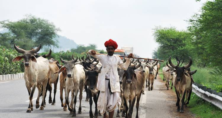 Man leading a herd of cows down a road with a wooden stick.