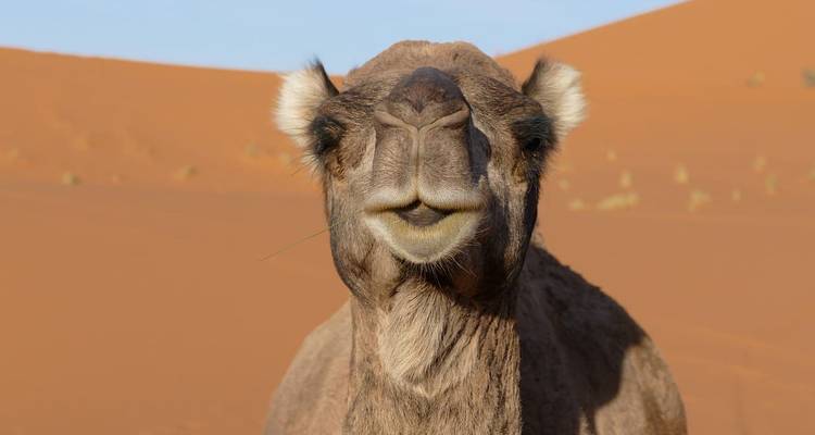 Gros plan sur un chameau dans le désert.