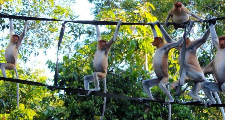 A troupe of proboscis monkeys hangs playfully from rope bridges amid lush green jungle foliage.