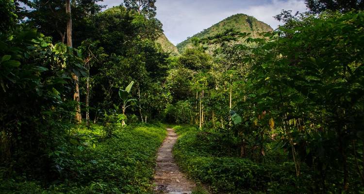 A forest path leading towards a hill surrounded by dense greenery.