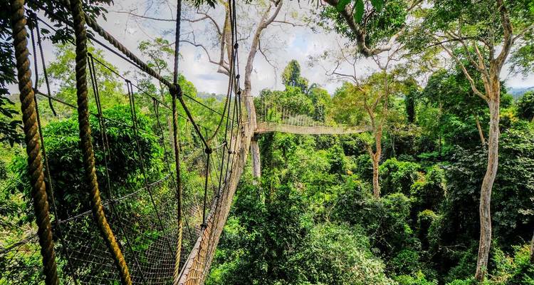 A canopy walkway high above a lush green forest.