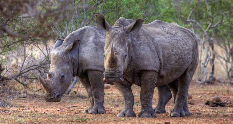 Two rhinos standing in a natural setting.