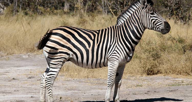 Zebra standing on dry earth during the day.