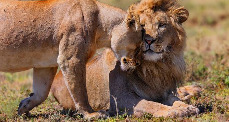Eine Löwin schmiegt sich liebevoll an einen ruhenden männlichen Löwen auf sonnenbeschienener afrikanischer Savannenwiese.