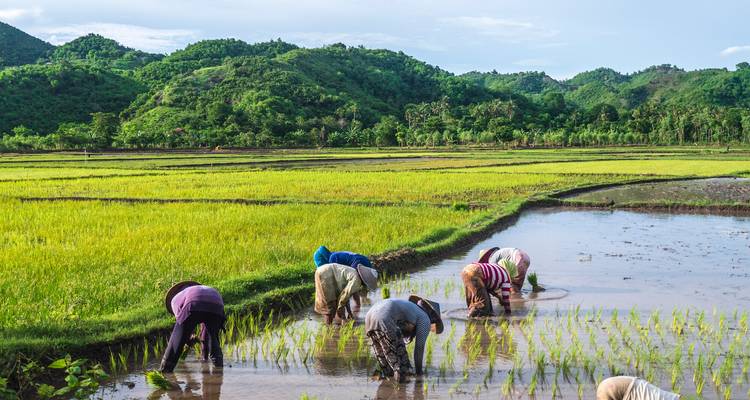 People planting rice in a verdant field with hills in the background.