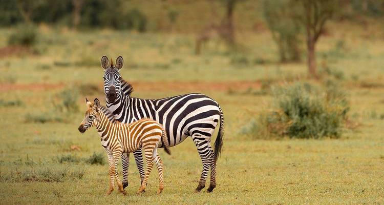 A zebra and its baby standing in a grassy field.