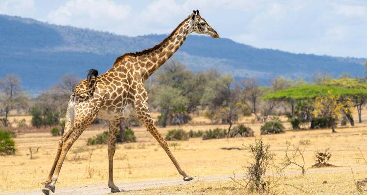 A giraffe walking in a savannah landscape.