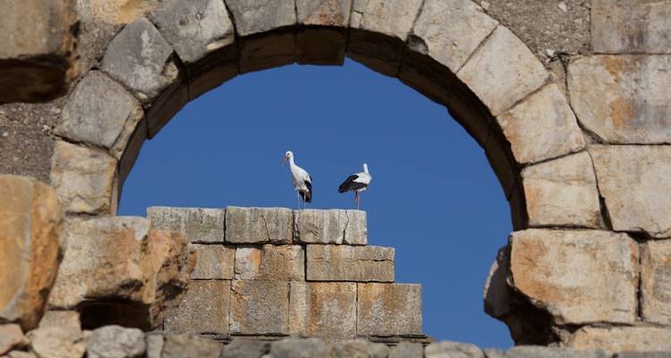 Deux cigognes perchées sur d'anciennes ruines de pierre avec un ciel bleu dégagé.