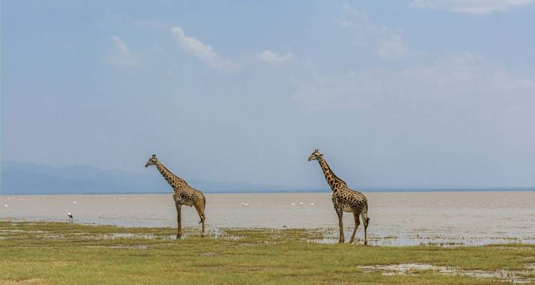 Two giraffes walking near a water body with mountains in the background.