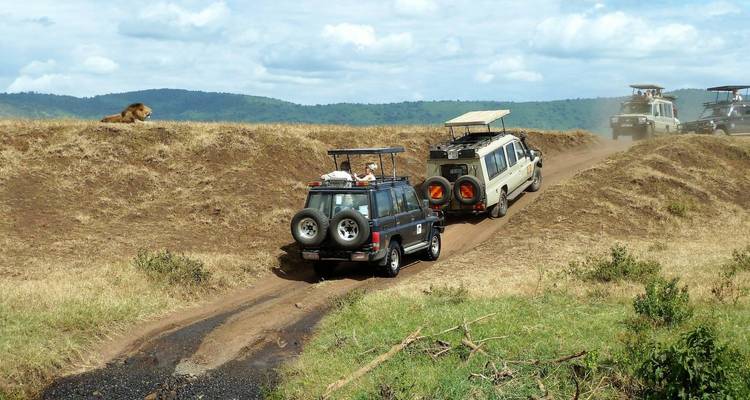 Safari vehicles on a dirt road in a savannah landscape, with a lion watching nearby.