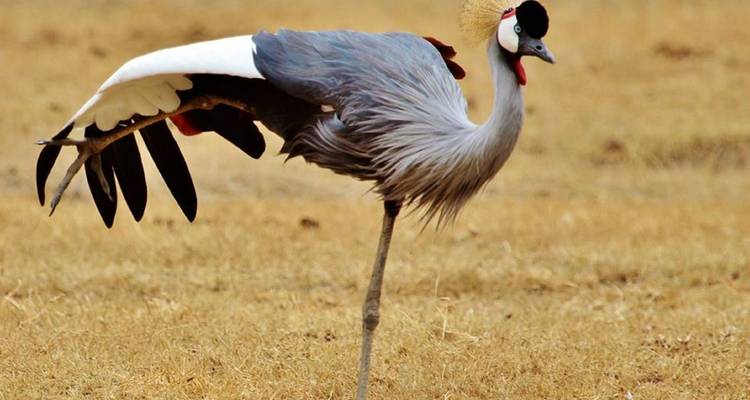 Primer plano de una grulla coronada parada sobre hierba seca.