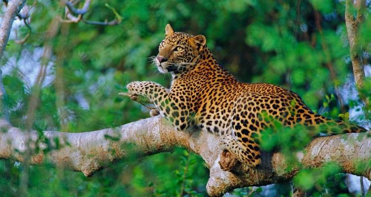 Léopard se reposant sur une branche d'arbre, l'air vigilant.
